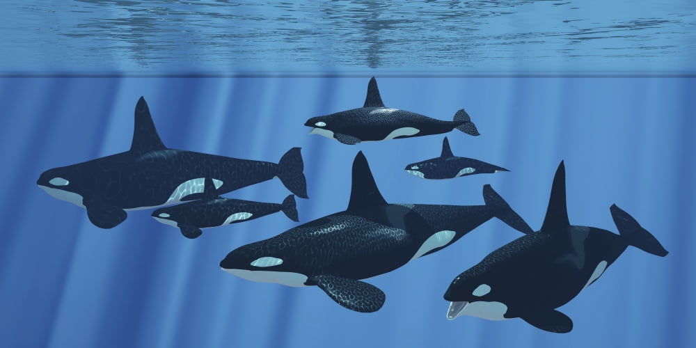 A pod of killer whales swimming together Canvas Art - Corey FordStocktrek Images (20 x 10)