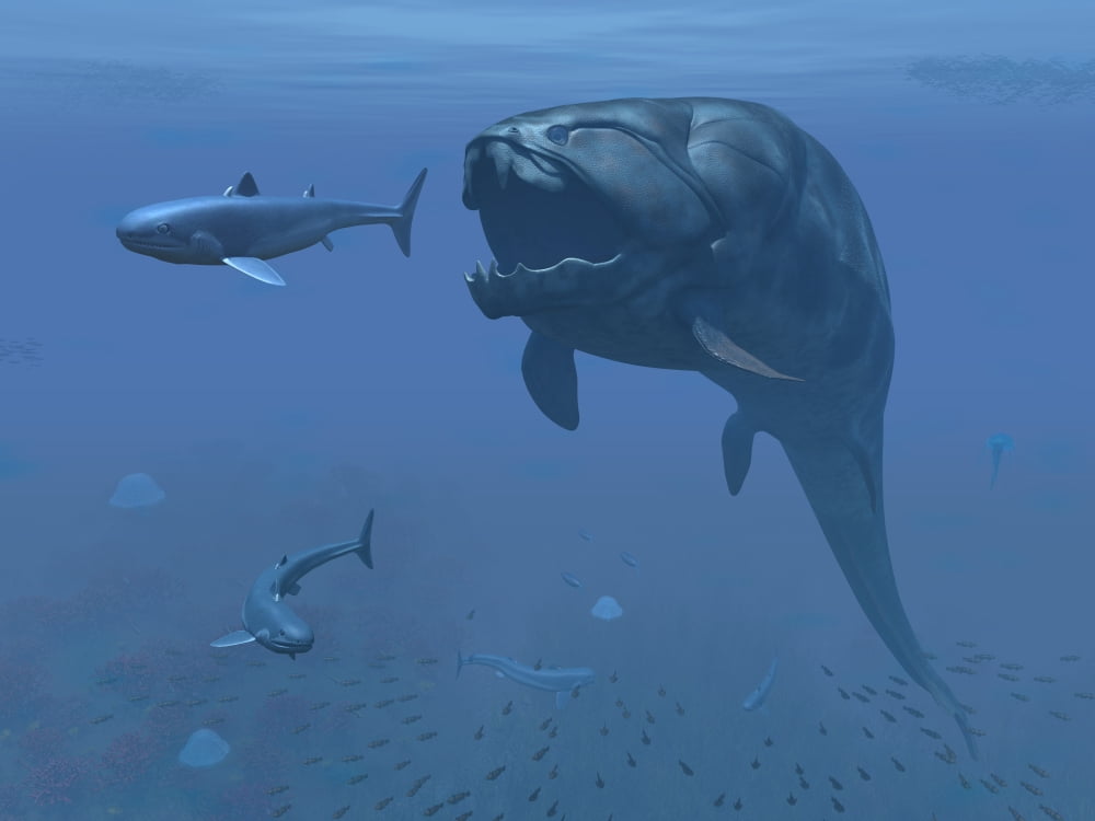 A prehistoric Dunkleosteus fish prepares to eat a primitive shark Canvas Art - Walter MyersStocktrek Images (17 x 13)