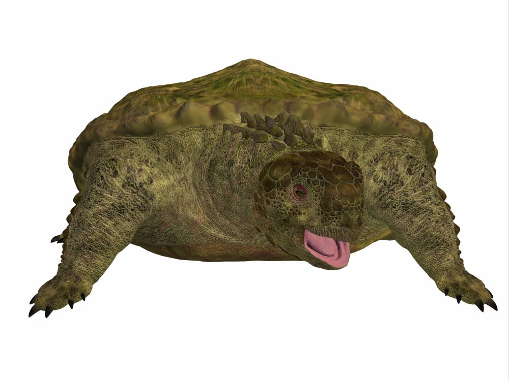 A prehistoric Proganochelys turtle species from the Triassic Period Canvas Art - Corey FordStocktrek Images (32 x 24)