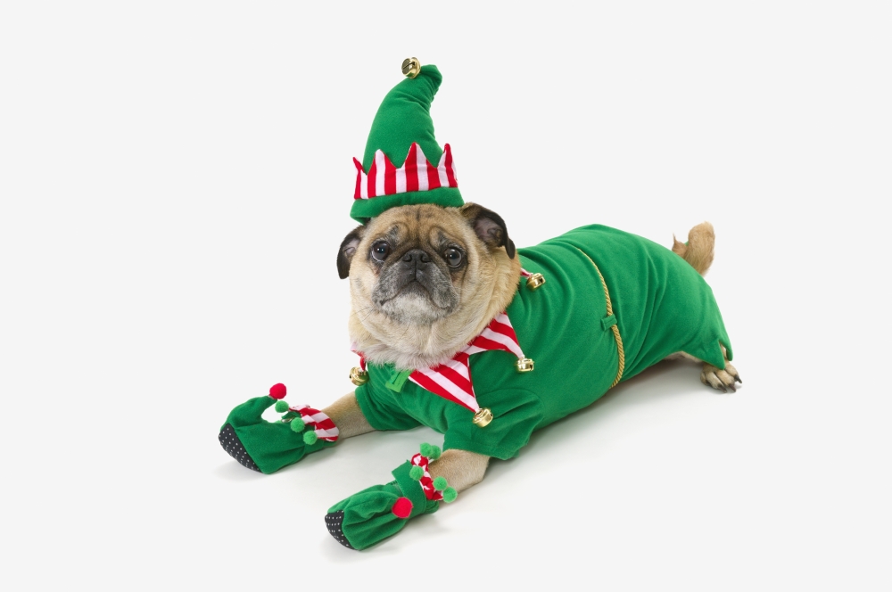 A pug in a christmas elf costumeSt albert alberta canada Canvas Art - Corey Hochachka Design Pics (19 x 12)