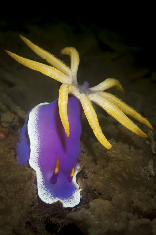 A purple Hypselodoris apolegma nudibranch with large cerata Canvas Art - Steve JonesStocktrek Images (12 x 17)