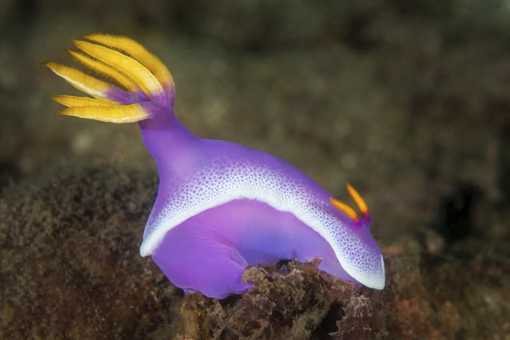 A purple nudibranch searching for sponges to feed on Canvas Art - Ethan DanielsStocktrek Images (34 x 23)