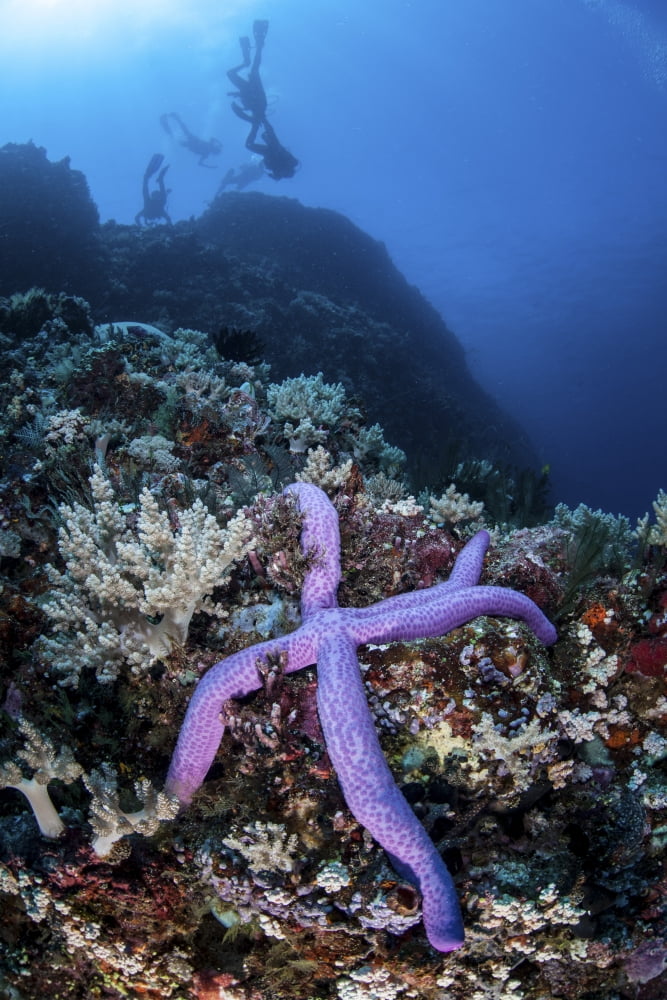 A purple sea star clings to a diverse reef near the island of Bangka Indonesia Canvas Art - Ethan DanielsStocktrek Images (12 x 17)