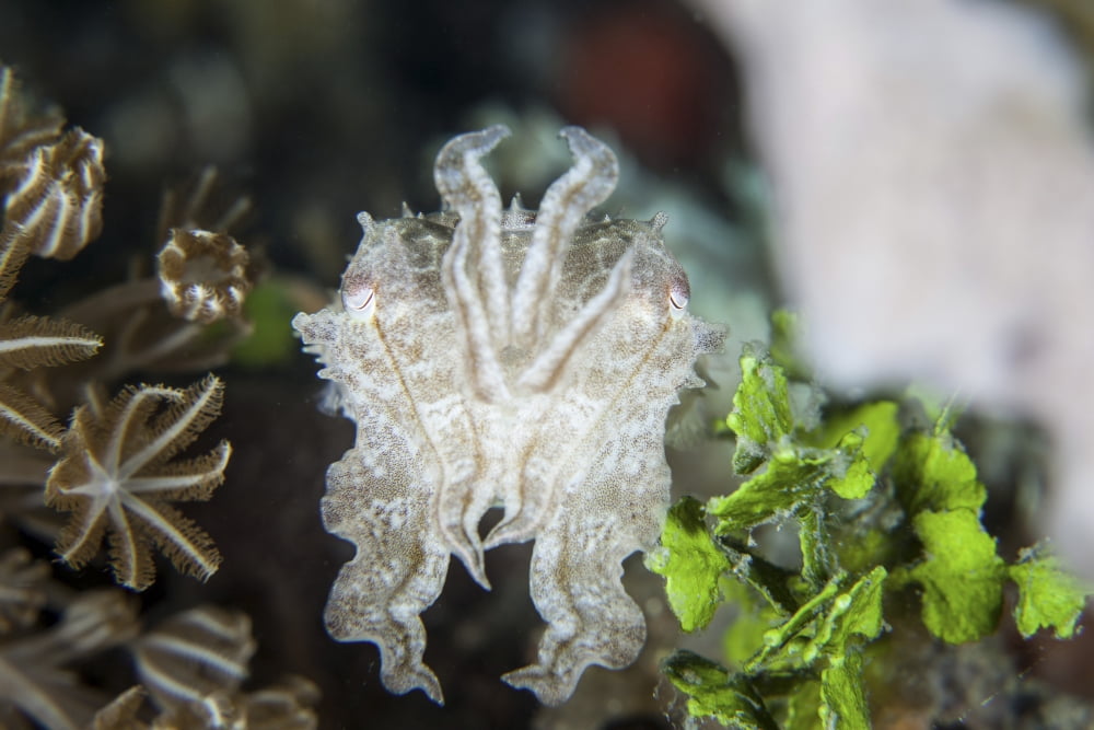 A pygmy cuttlefish among corals and algae near a reef Canvas Art - Ethan DanielsStocktrek Images (34 x 23)