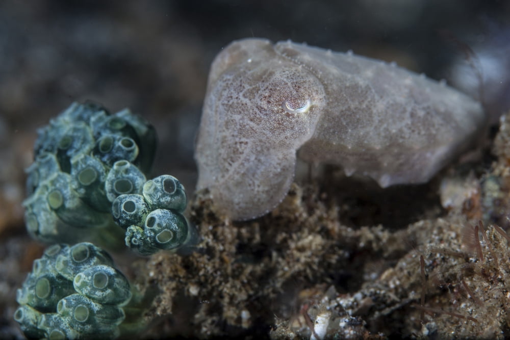 A pygmy cuttlefish blends into its environment Canvas Art - Ethan DanielsStocktrek Images (34 x 23)