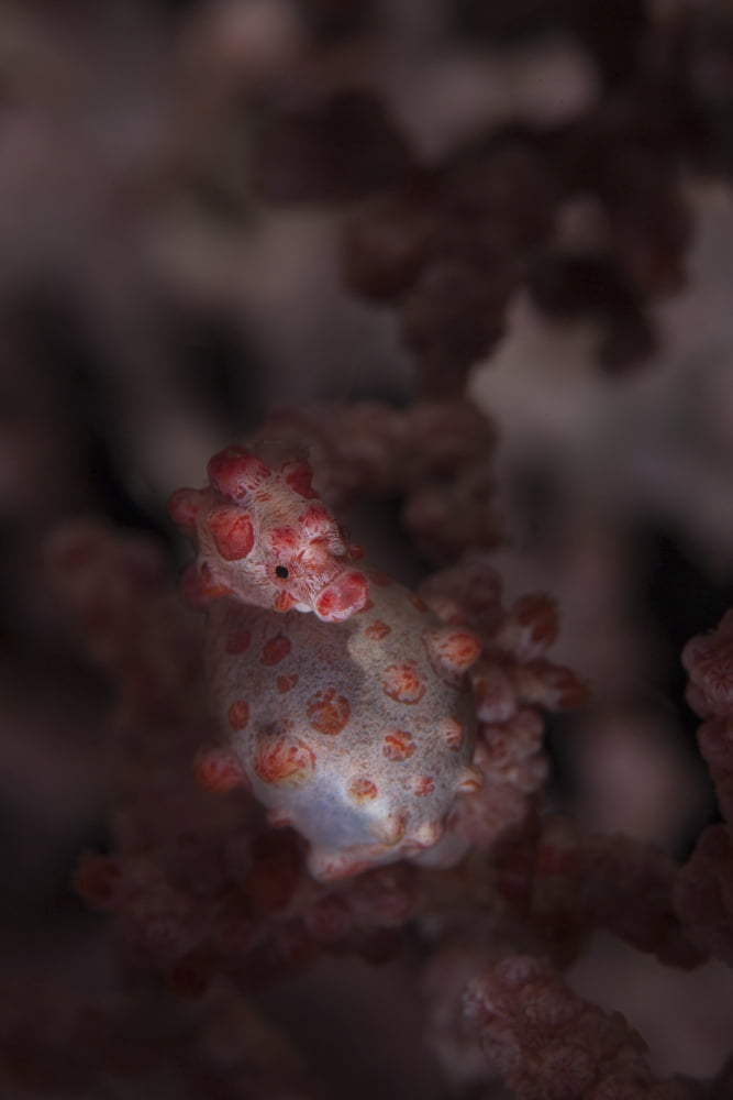 A pygmy seahorse clings to its symbiotic gorgonian Canvas Art - Ethan DanielsStocktrek Images (23 x 34)