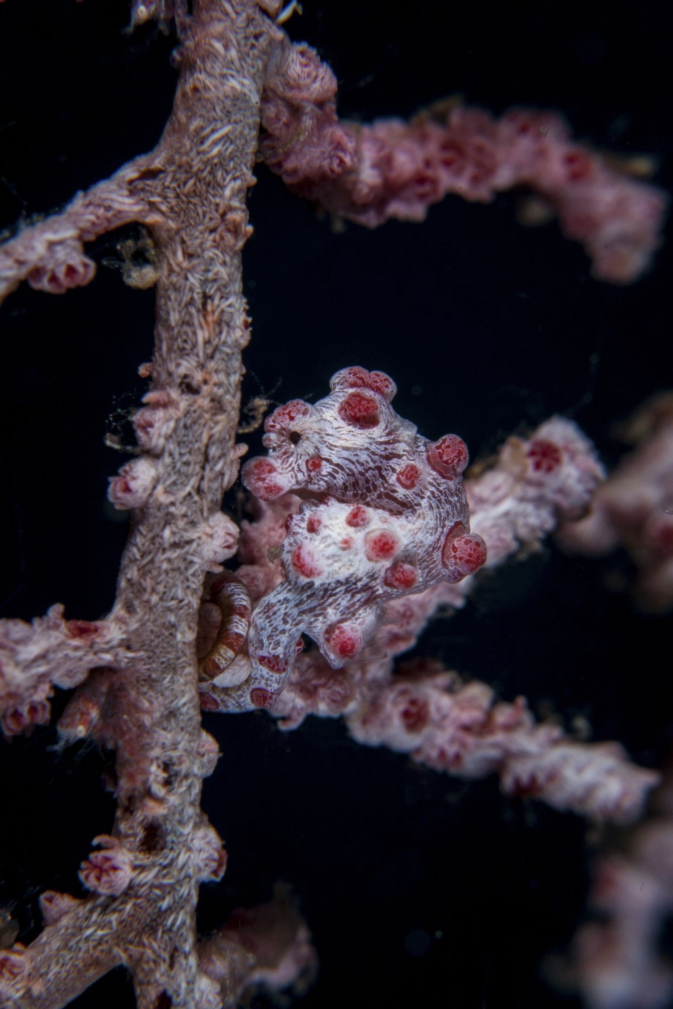 A pygmy seahorse mimics its host gorgonian on a reef Canvas Art - Ethan DanielsStocktrek Images (12 x 17)