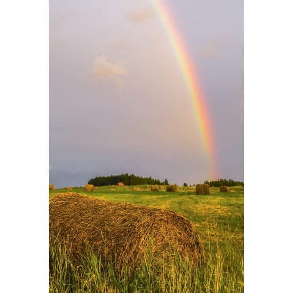 A rainbow appears over a field of freshly rolled bales of hay; Delta Junction, Alaska, United States of America by Steven Miley / Design Pics (24 x 38)