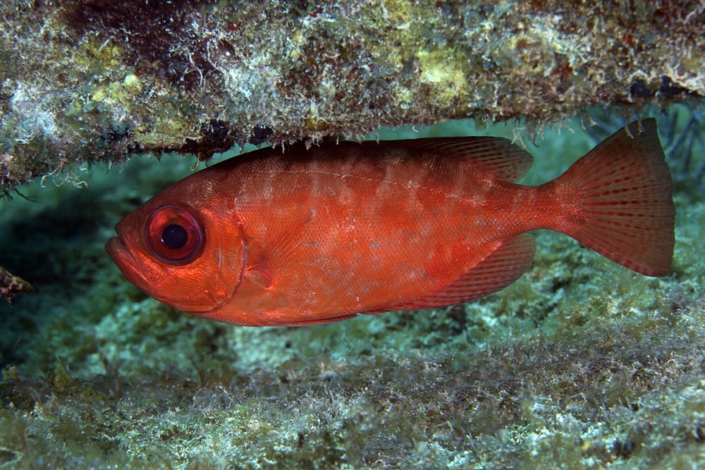 A red Bigeye hovers under a coral reef ledge Canvas Art - Michael WoodStocktrek Images (35 x 23)