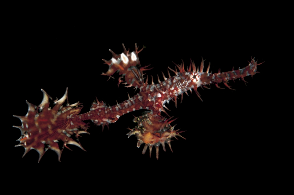 A red and silver ornate ghost pipefish against black background Canvas Art - Steve JonesStocktrek Images (34 x 23)