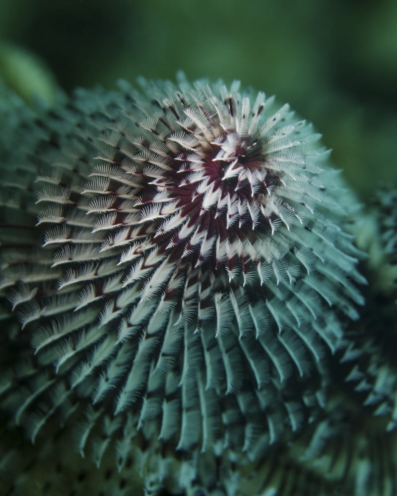 A red and white Christmas tree worm in Cozumel Mexico Canvas Art - Brent BarnesStocktrek Images (13 x 16)