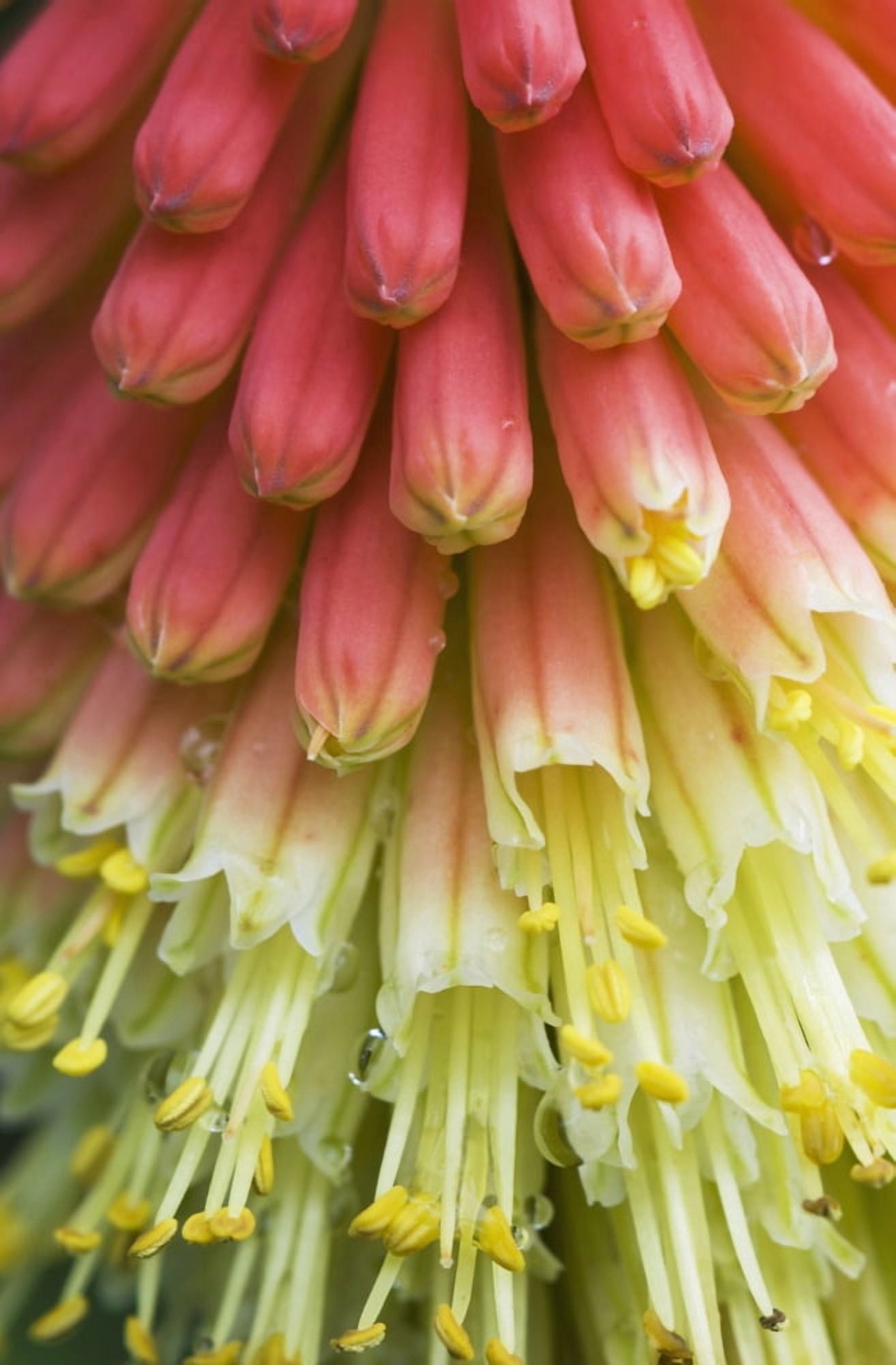 A red-hot poker plant blooms in a garden Astoria Oregon United States of America Canvas Art - Robert L Potts  Design Pics (24 x 38)