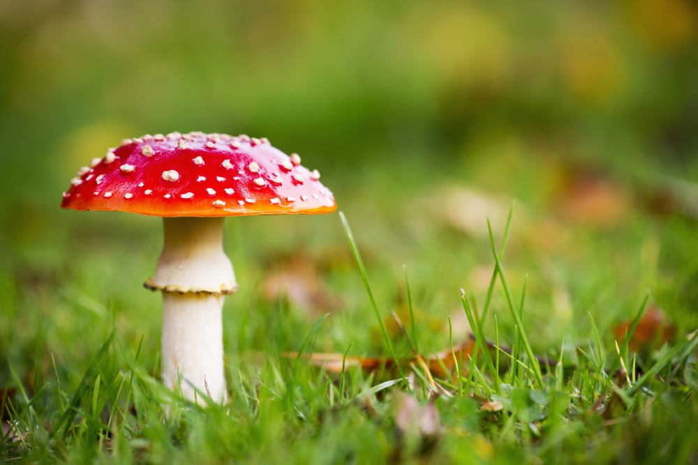 A red mushroom in the grass Northumberland England Canvas Art - John Short Design Pics (19 x 12)