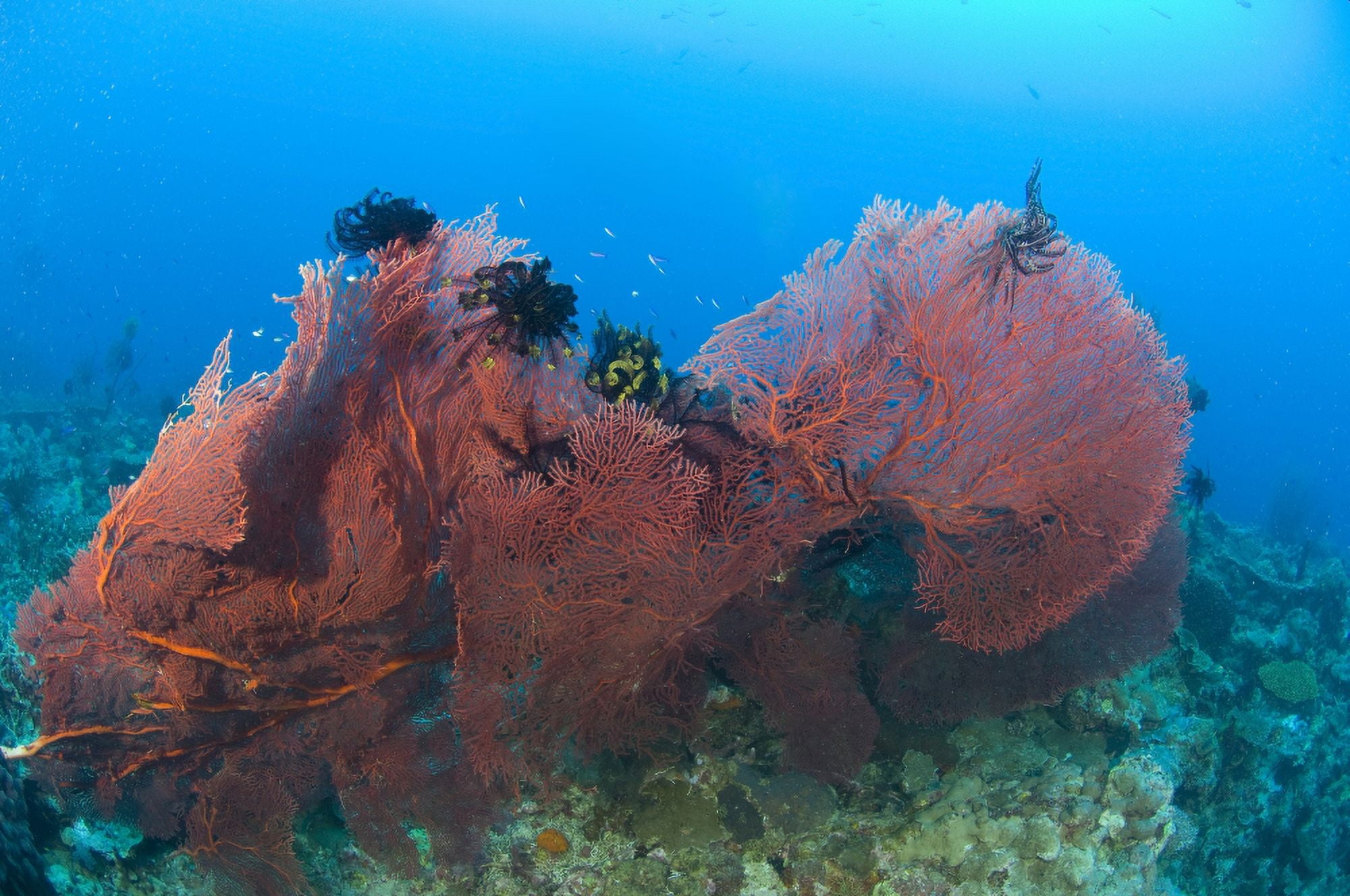 A red sea fan with crinoid feather stars Papua New Guinea Canvas Art - Steve JonesStocktrek Images (18 x 12)