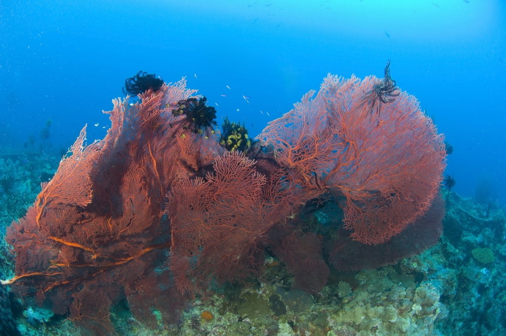 A red sea fan with crinoid feather stars Papua New Guinea Canvas Art - Steve JonesStocktrek Images (35 x 23)