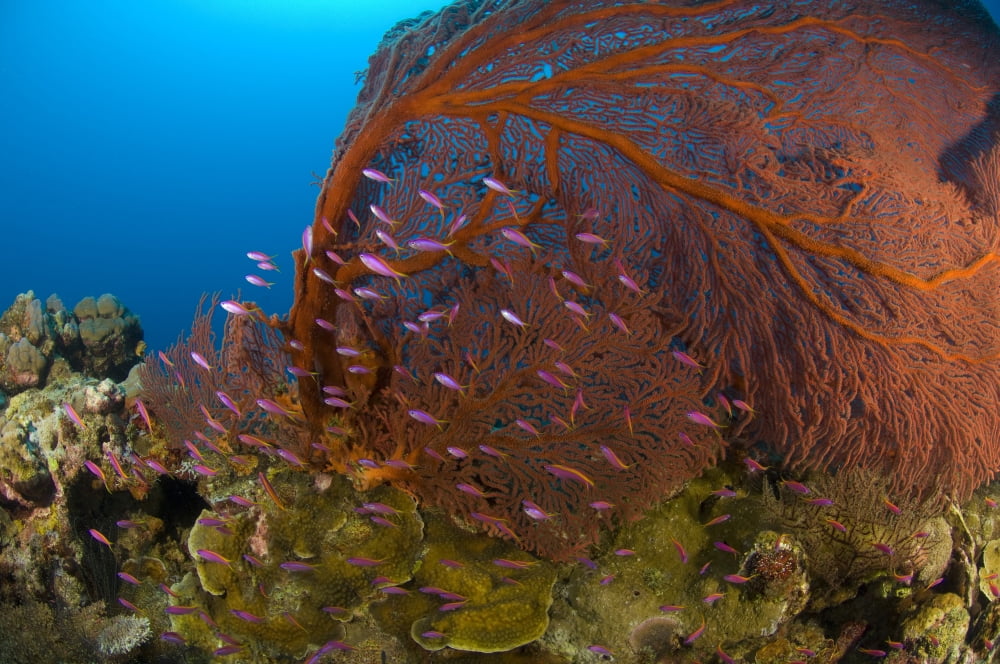 A red sea fan with purple anthias fish Papua New Guinea Canvas Art - Steve JonesStocktrek Images (18 x 12)