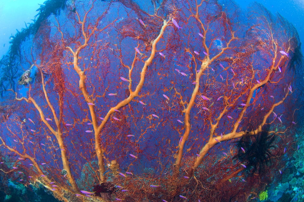 A red sea fan with purple anthias fish Papua New Guinea Canvas Art - Steve JonesStocktrek Images (35 x 23)