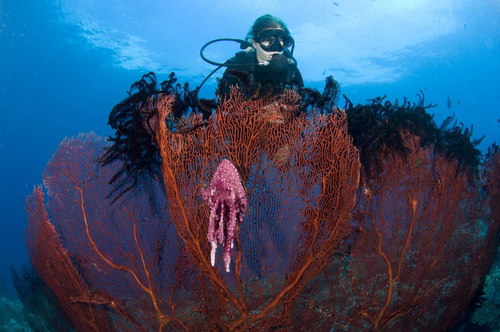 A red sea fan with sponge colored clam attached Papua New Guinea Canvas Art - Steve JonesStocktrek Images (18 x 12)