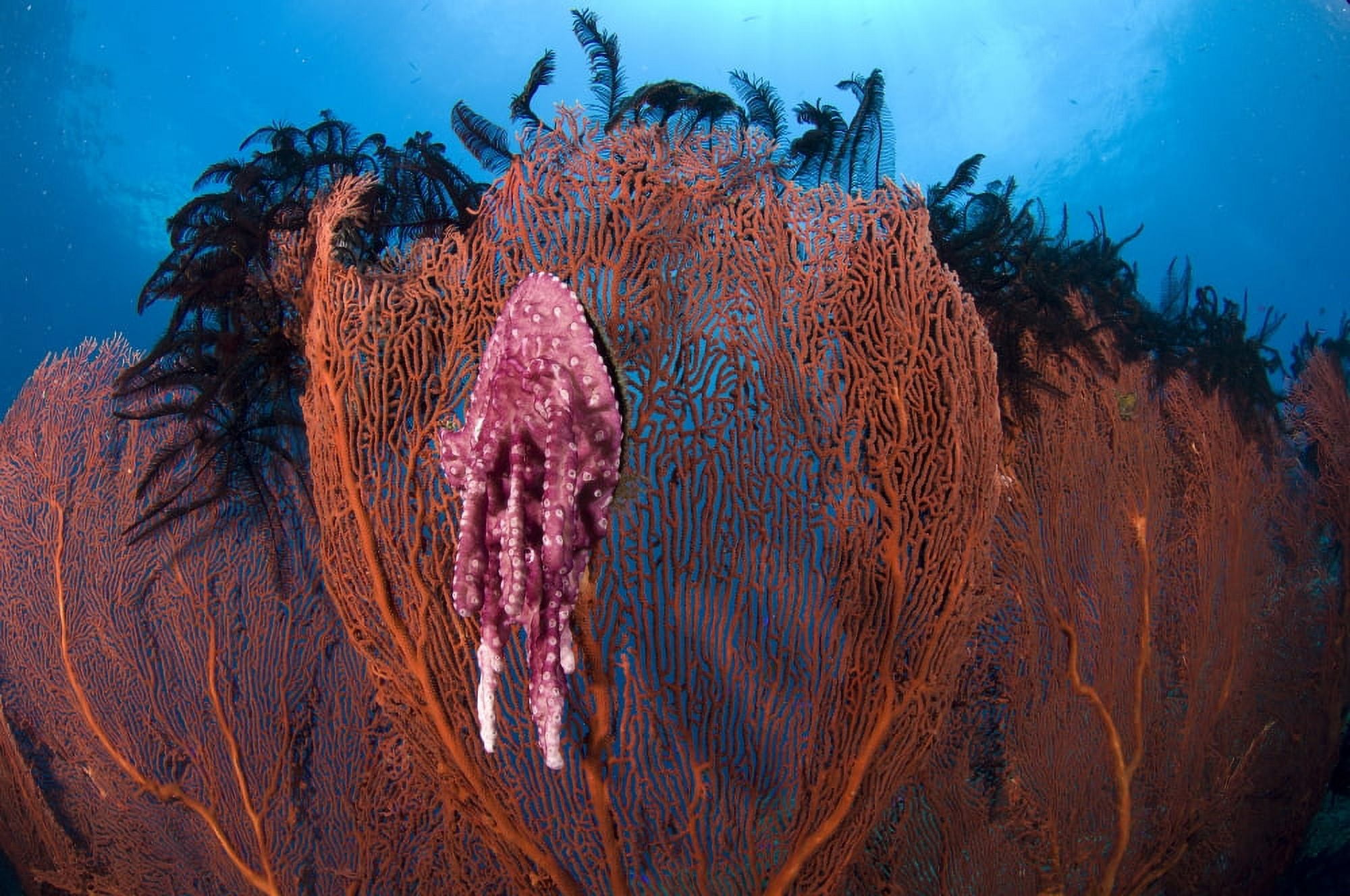 A red sea fan with sponge colored clam attached Papua New Guinea Canvas Art - Steve JonesStocktrek Images (35 x 23)