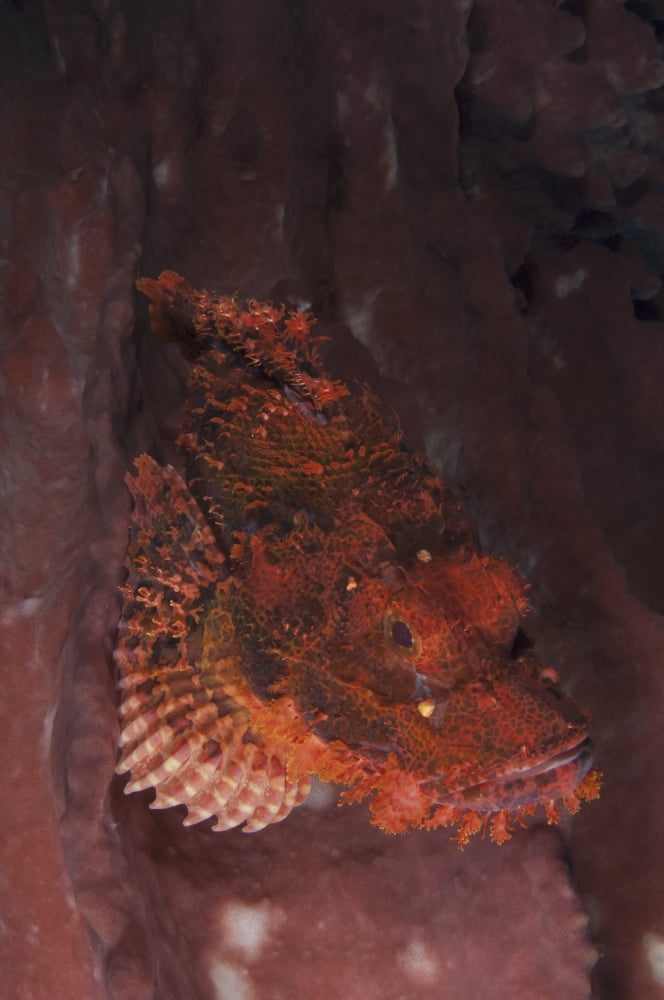A red tassled scorpionfish camouflaged against pink sponge Canvas Art - Steve JonesStocktrek Images (12 x 17)