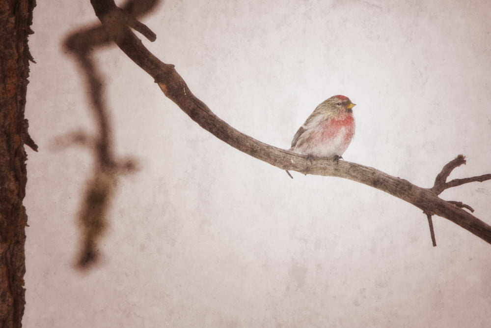 A redpoll bird on the branch of a pine tree in winter rocky mountain house alberta canada Canvas Art - Roberta Murray Design Pics (38 x 24)