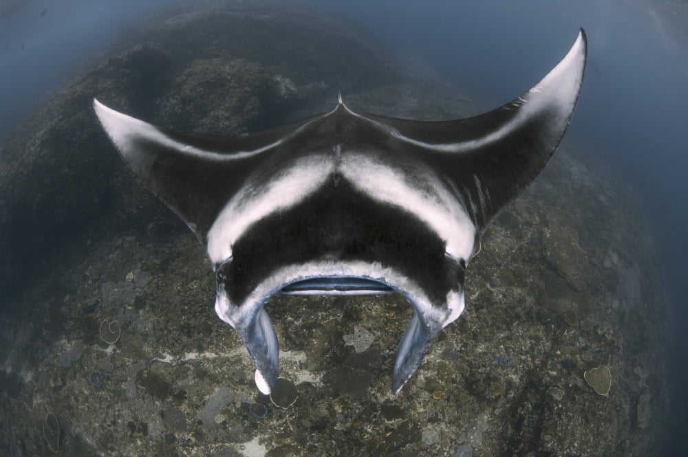 A reef manta ray swimming above a reef top Indonesia Canvas Art - Steve JonesStocktrek Images (17 x 12)