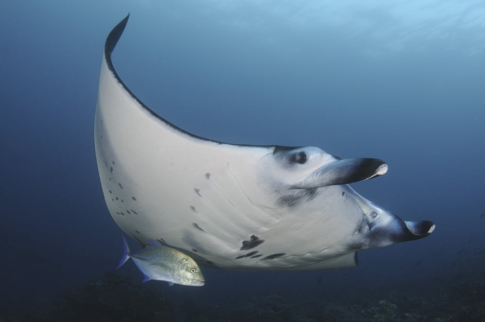 A reef manta ray swimming in Komodo National Park Indonesia Canvas Art - Steve JonesStocktrek Images (34 x 23)