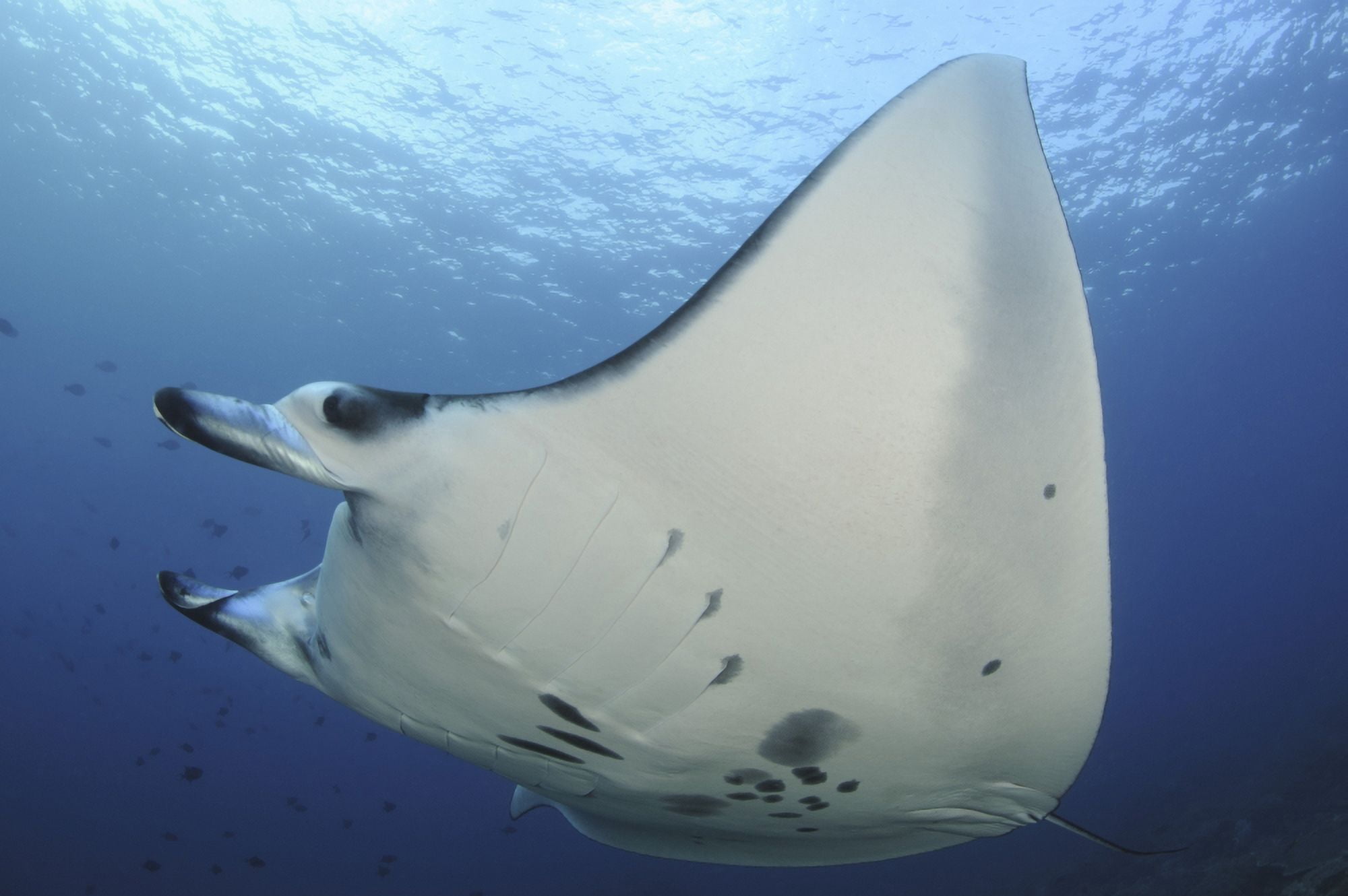 A reef manta ray swimming in Komodo National Park Indonesia Canvas Art - Steve JonesStocktrek Images (34 x 23)