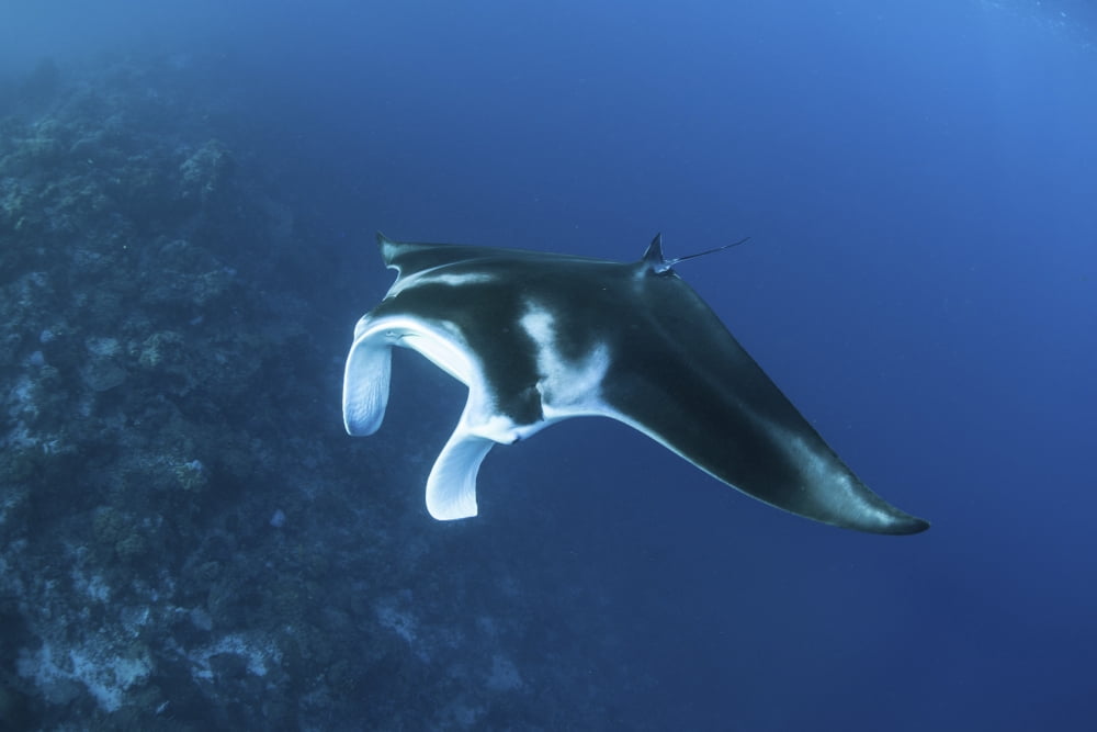 A reef manta ray swims past a coral reef in the Solomon Islands Canvas Art - Ethan DanielsStocktrek Images (34 x 23)