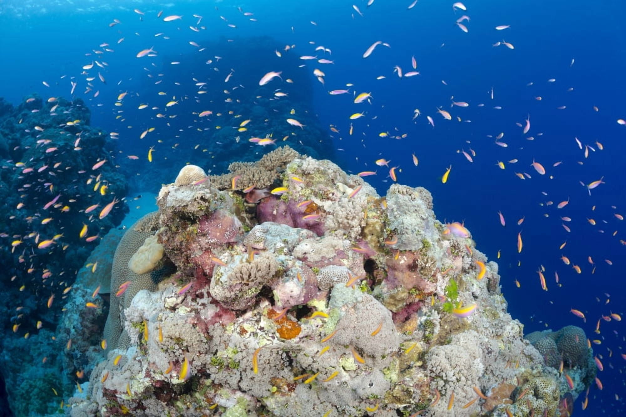 A reef scene with schooling anthias at Yap Caverns off the island of Yap Yap Micronesia Canvas Art - Dave Fleetham Design Pics (19 x 12)