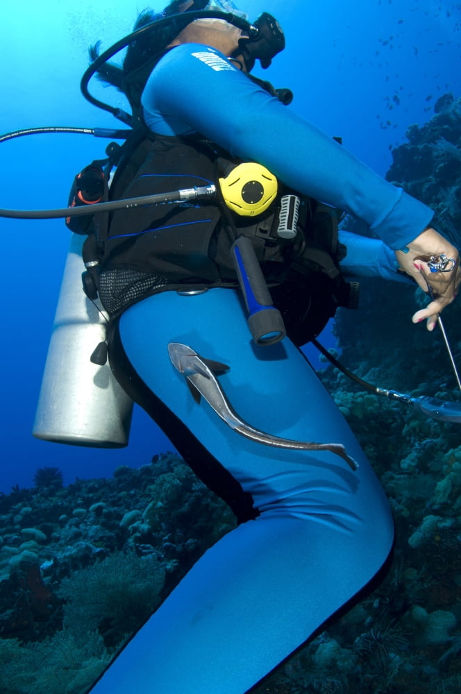 A remora attached to a diver Kimbe Bay Papua New Guinea Canvas Art - Steve JonesStocktrek Images (12 x 18)
