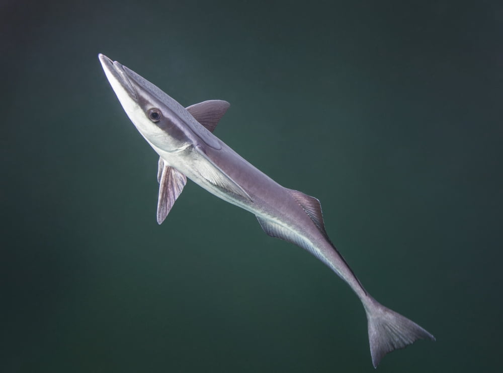A remora fish swims by looking for a host Canvas Art - Michael WoodStocktrek images (17 x 13)