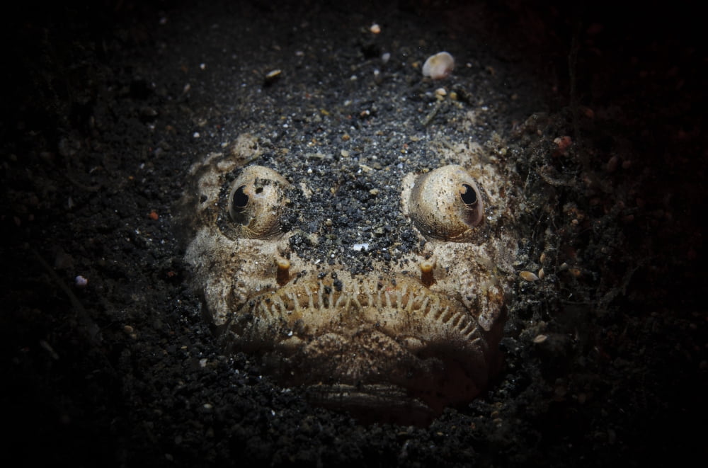 A reticulate stargazer buried in sand Lembeh Strait Indonesia Canvas Art - Steve JonesStocktrek Images (18 x 12)