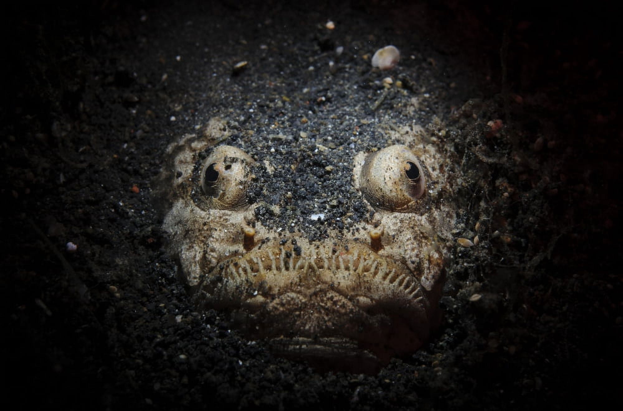 A reticulate stargazer buried in sand Lembeh Strait Indonesia Canvas Art - Steve JonesStocktrek Images (35 x 23)