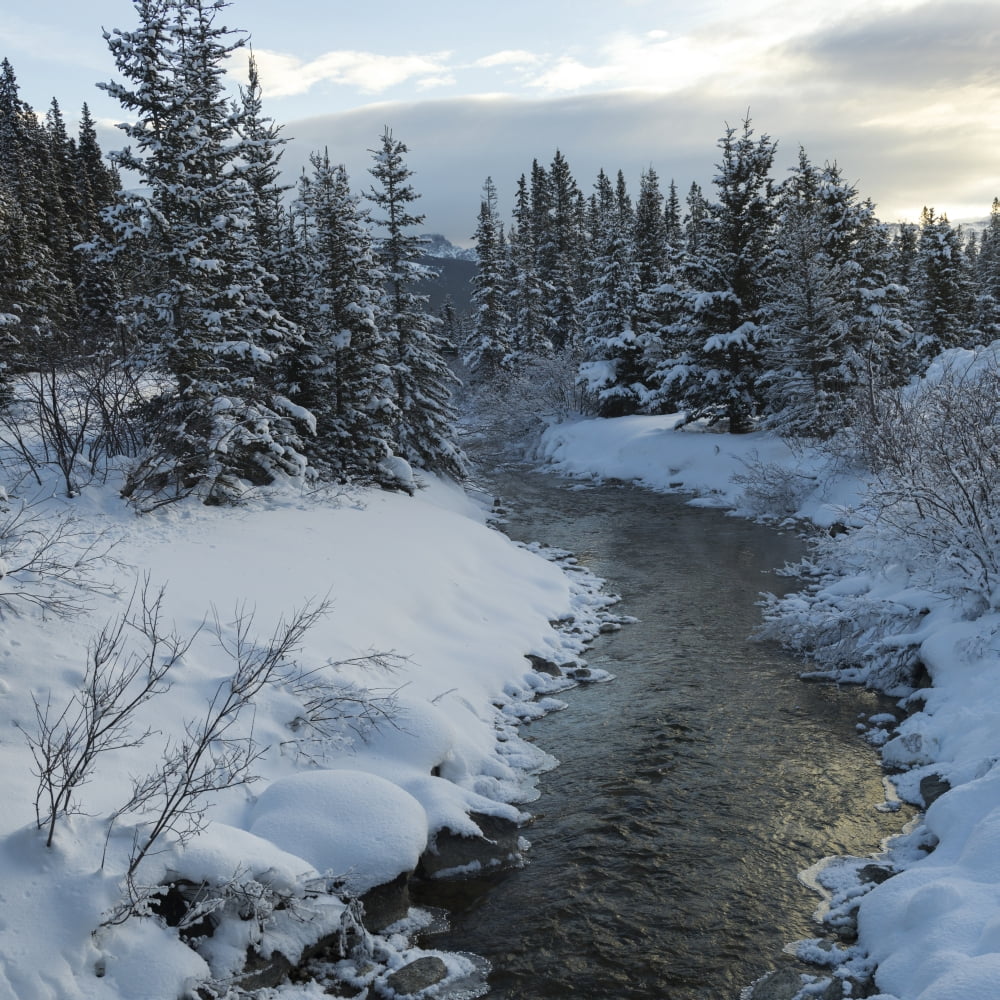 A river flowing through a snow covered landscape Lake Louise Alberta Canada Canvas Art - Keith Levit Design Pics (24 x 24)