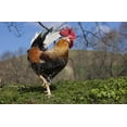 thumbnail image 1 of A rooster walking on grass;Northumberland england Poster Print (19 x 12), 1 of 4