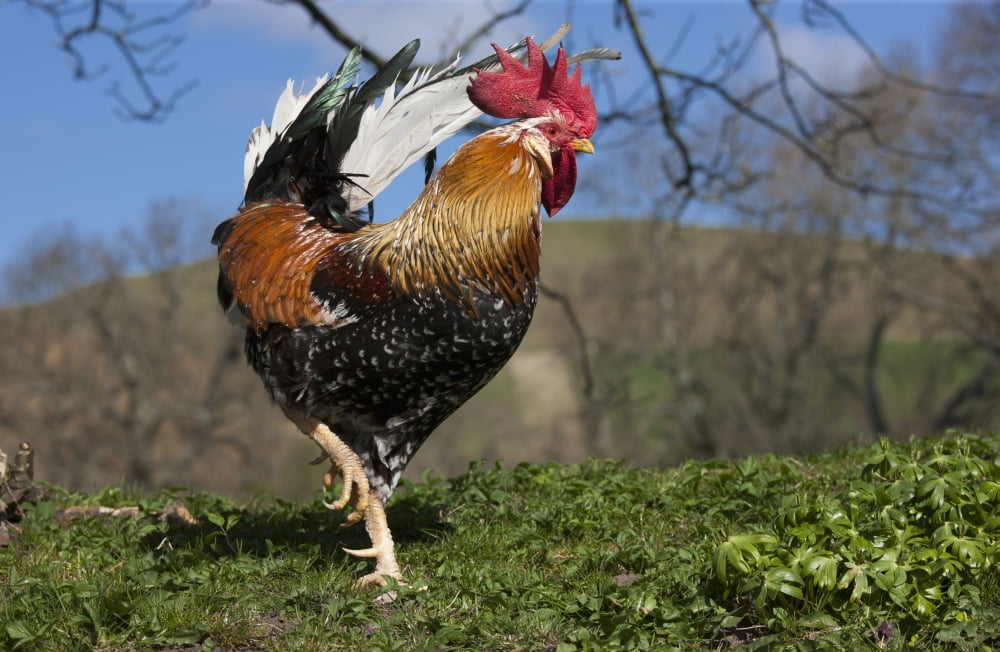 A rooster walking on grassNorthumberland england Canvas Art - John Short Design Pics (19 x 12)