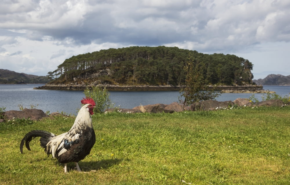 A rooster walks on the grass at the waters edgeSheildaigh wester ross scotland Canvas Art - John Short Design Pics (38 x 24)
