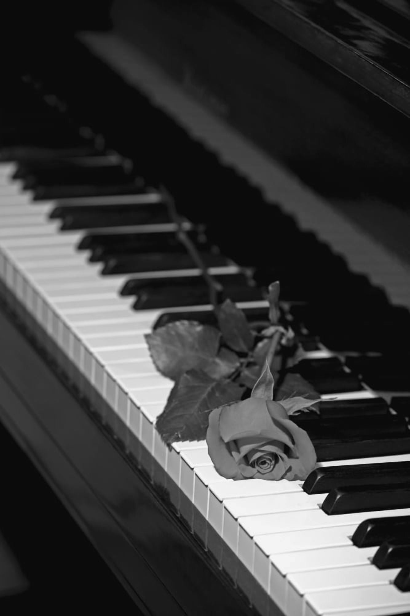 A rose on a piano keyboard Waterloo Quebec Canada Canvas Art - David Chapman Design Pics (12 x 19)