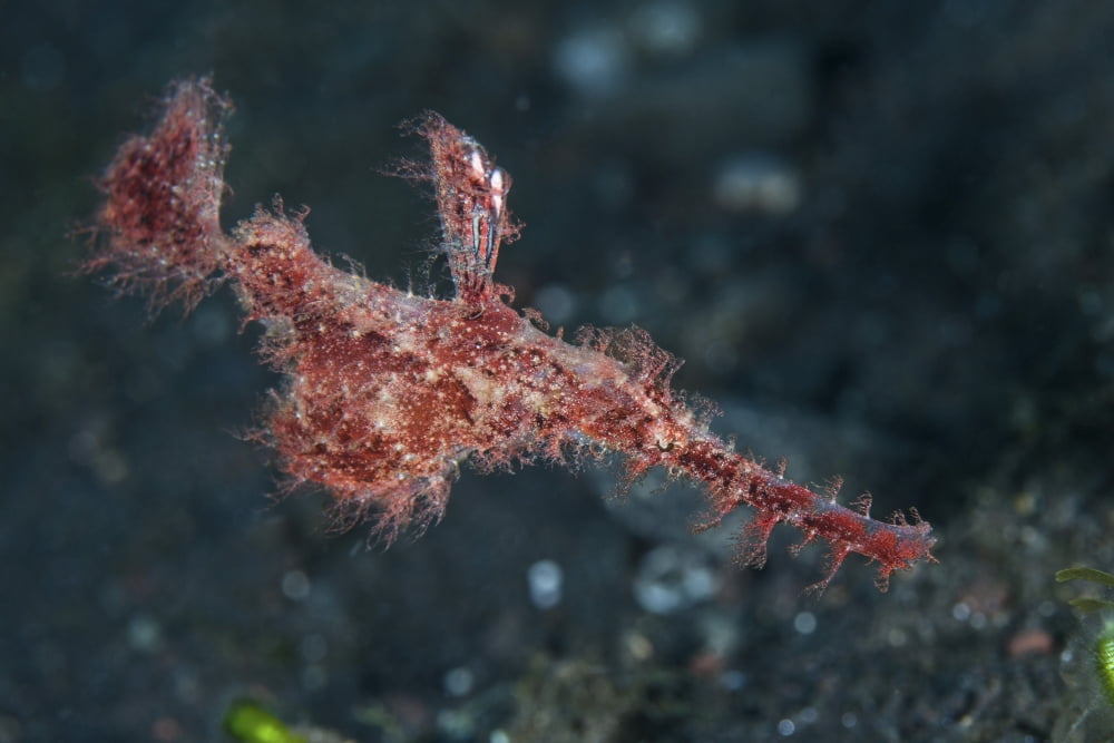 A roughsnout ghost pipefish above the seafloor in Indonesia Canvas Art - Ethan DanielsStocktrek Images (17 x 12)