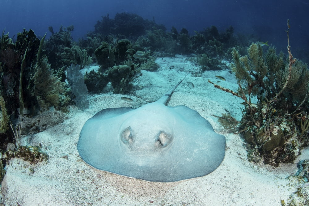 A roughtail stingray rests on the seafloor near Turneffe Atoll Canvas Art - Ethan DanielsStocktrek Images (34 x 23)