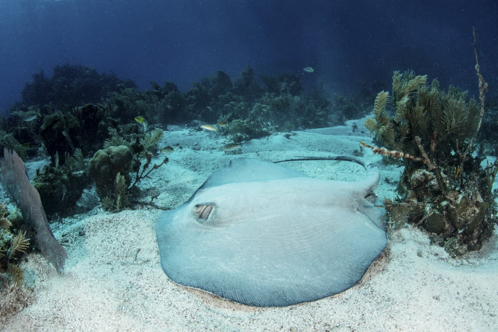 A roughtail stingray rests on the seafloor near Turneffe Atoll Canvas Art - Ethan DanielsStocktrek Images (34 x 23)