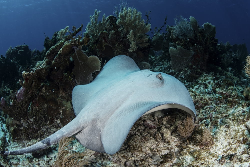 A roughtail stingray swims over the seafloor near Turneffe Atoll Canvas Art - Ethan DanielsStocktrek Images (17 x 12)