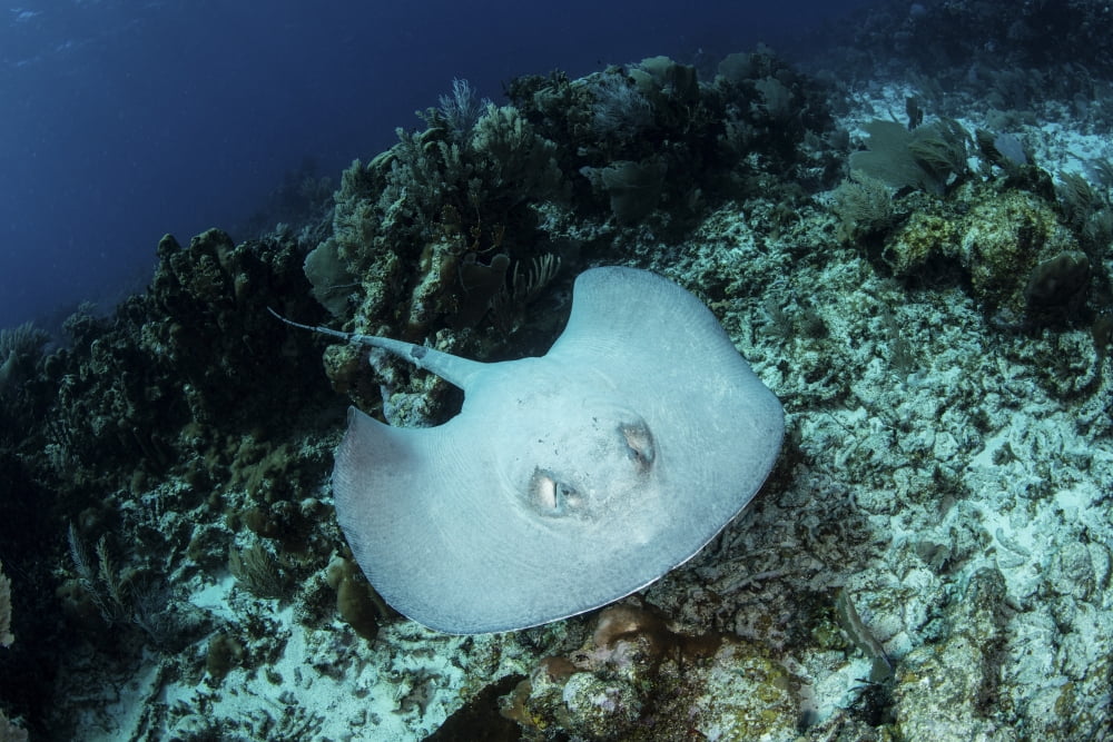 A roughtail stingray swims over the seafloor near Turneffe Atoll Canvas Art - Ethan DanielsStocktrek Images (34 x 23)
