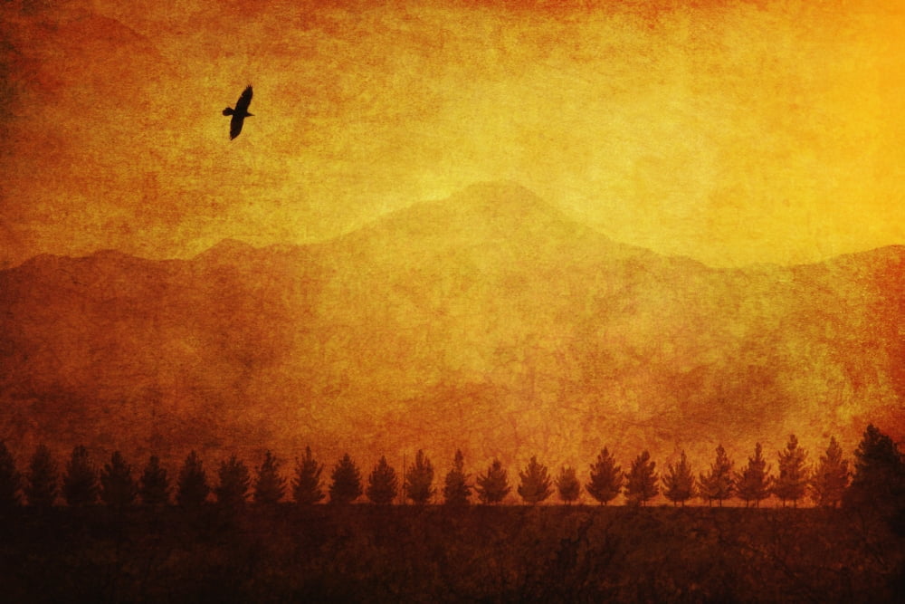 A row of trees and a raven silhouetted against the sky during a sunset arizona usa Canvas Art - Roberta Murray Design Pics (18 x 12)