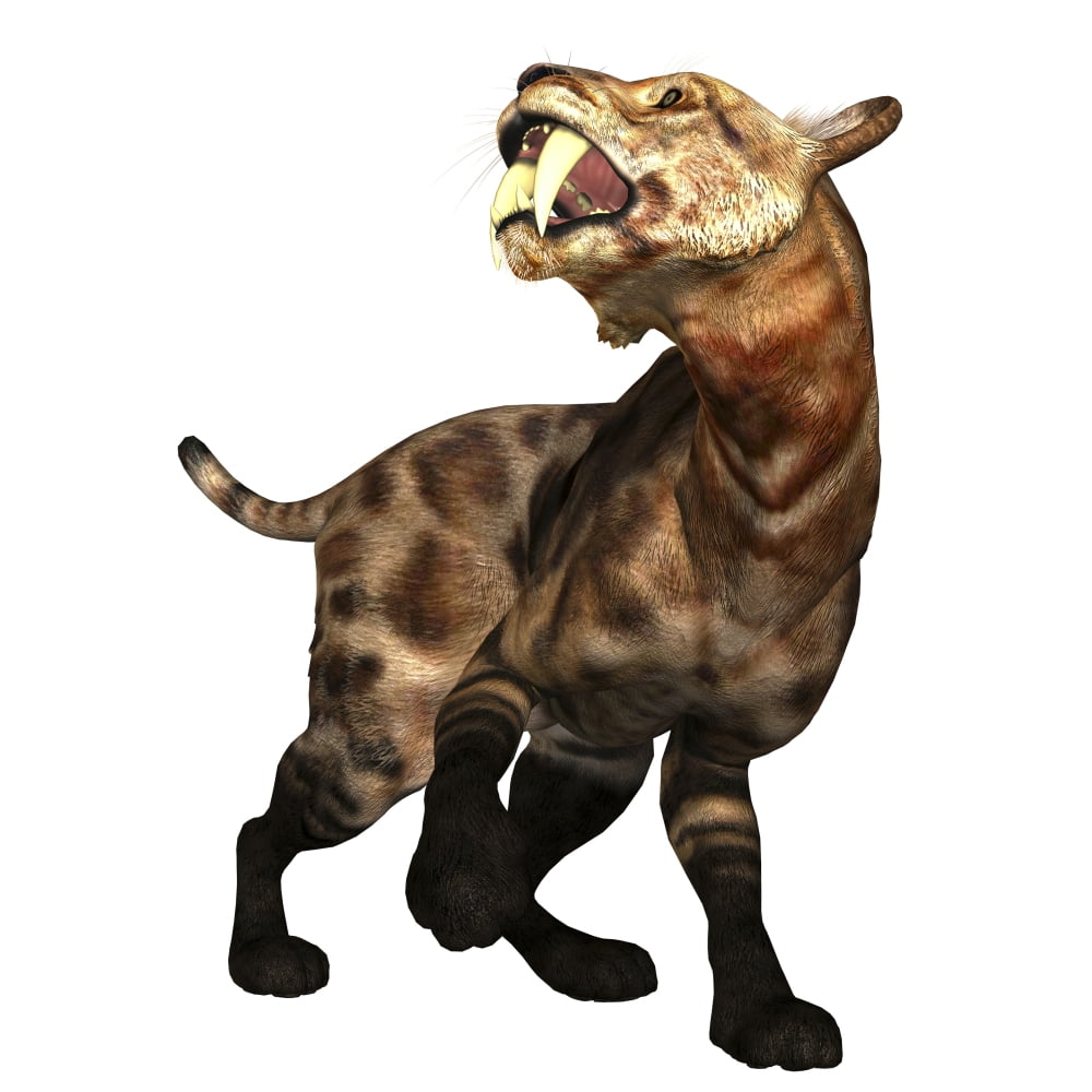 A saber-toothed cat on white background Canvas Art - Corey FordStocktrek Images (28 x 28)