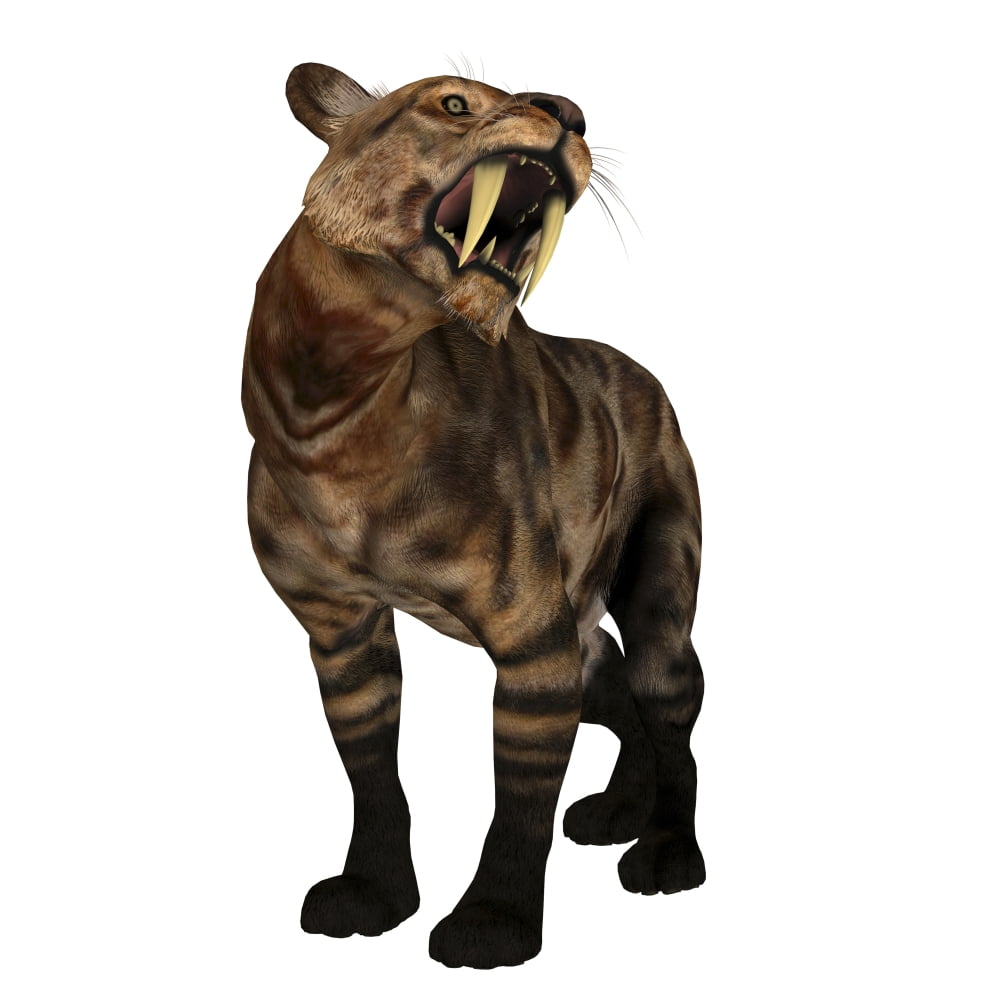 A saber-toothed cat on white background Canvas Art - Corey FordStocktrek Images (28 x 28)