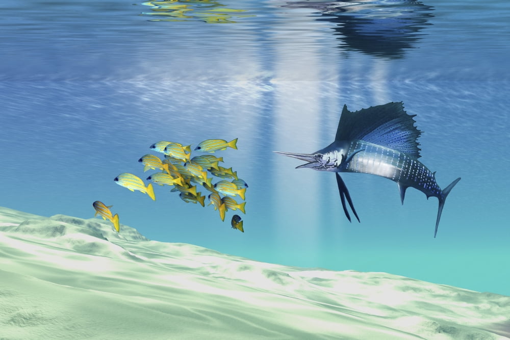 A sailfish hunts prey on a sandy reef Canvas Art - Corey FordStocktrek Images (35 x 23)