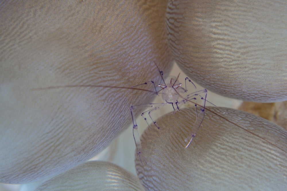 A saltwater shrimp living on bubble coral in Lembeh Strait Canvas Art - Ethan DanielsStocktrek Images (34 x 23)