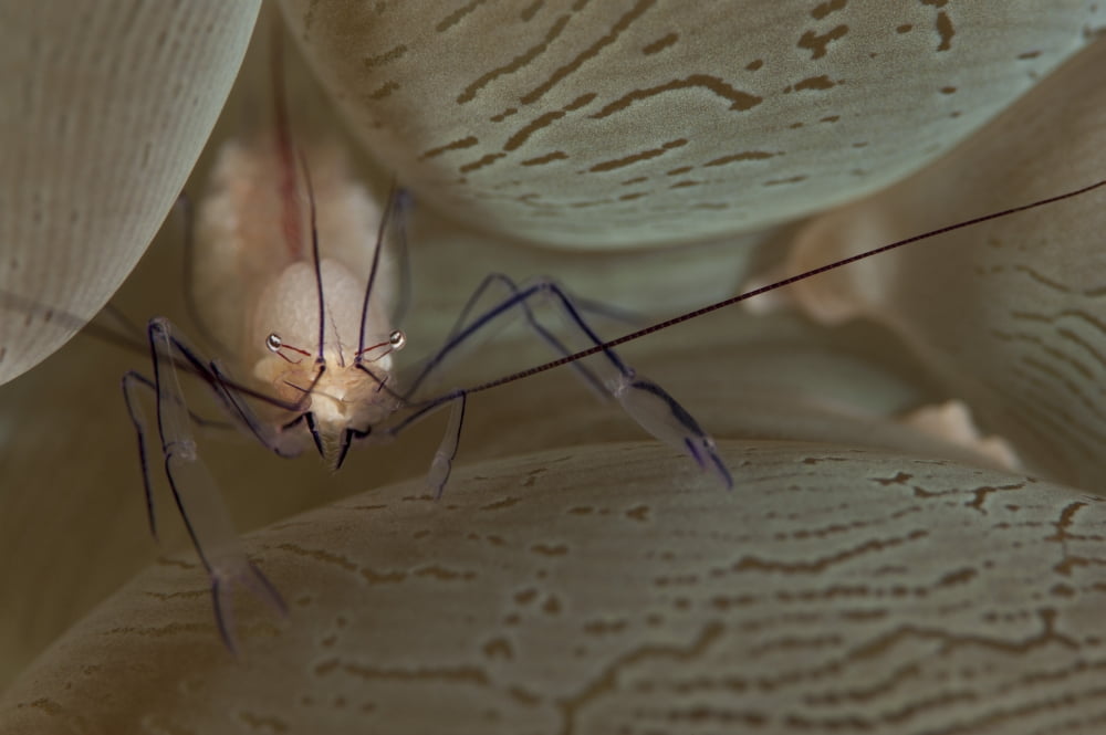 A saltwater shrimp on bubble coral Canvas Art - Steve JonesStocktrek Images (34 x 23)